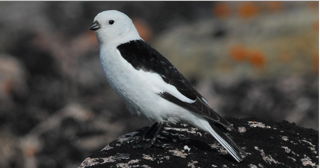Snow Bunting in the summer in it's breeding grounds in the Arctic